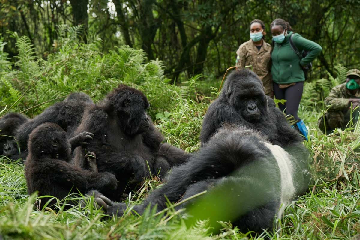 Gorilla Trekking — Volcanoes National Park