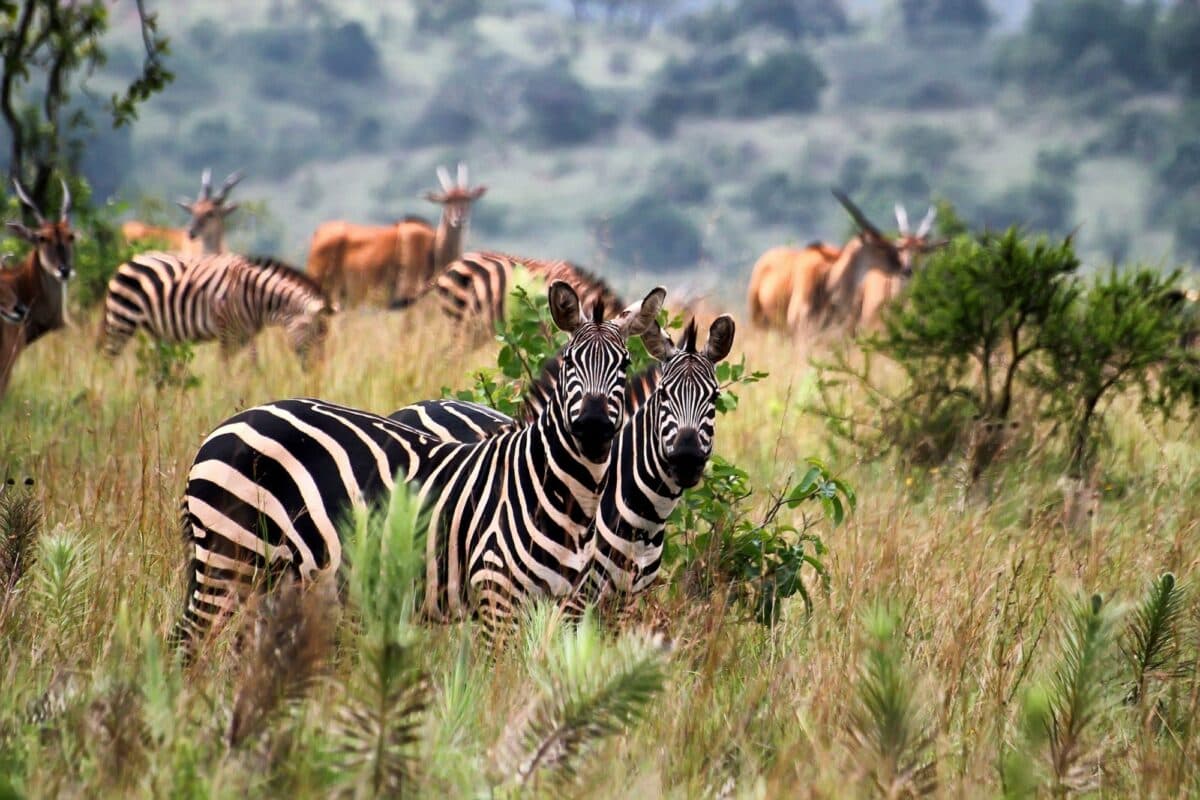 Akagera — Big Five Safari