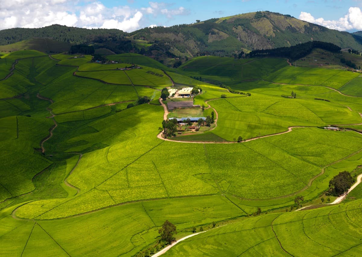 Tea Trails & Cultural Immersion
