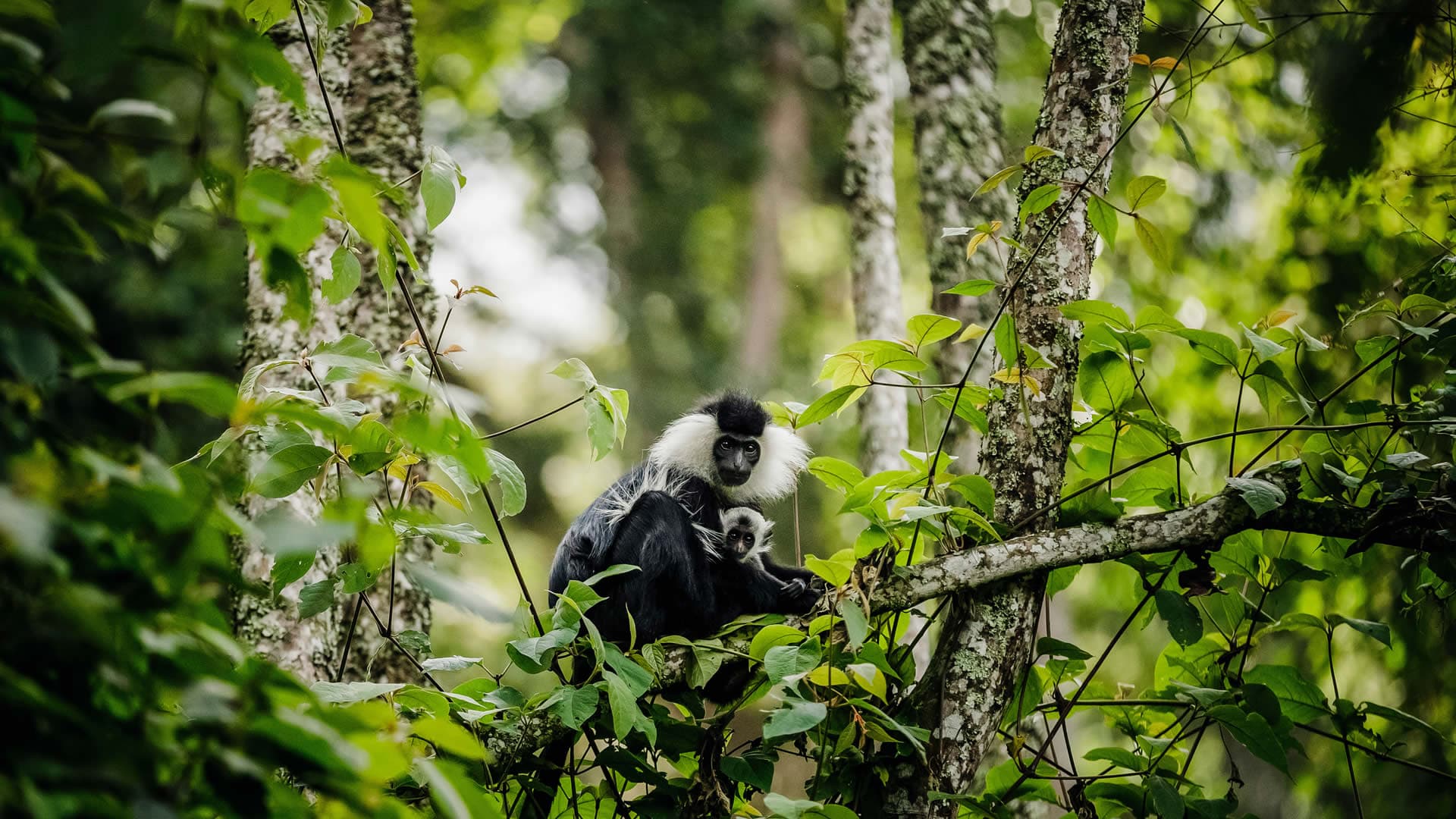 Nyungwe — Canopy Walk & Rainforest